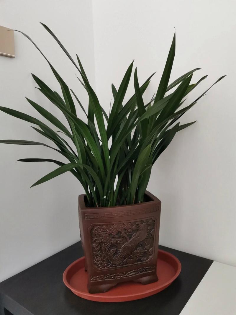 墨兰如何换土，墨兰换盆方法？-第2张图片-优品飞百科