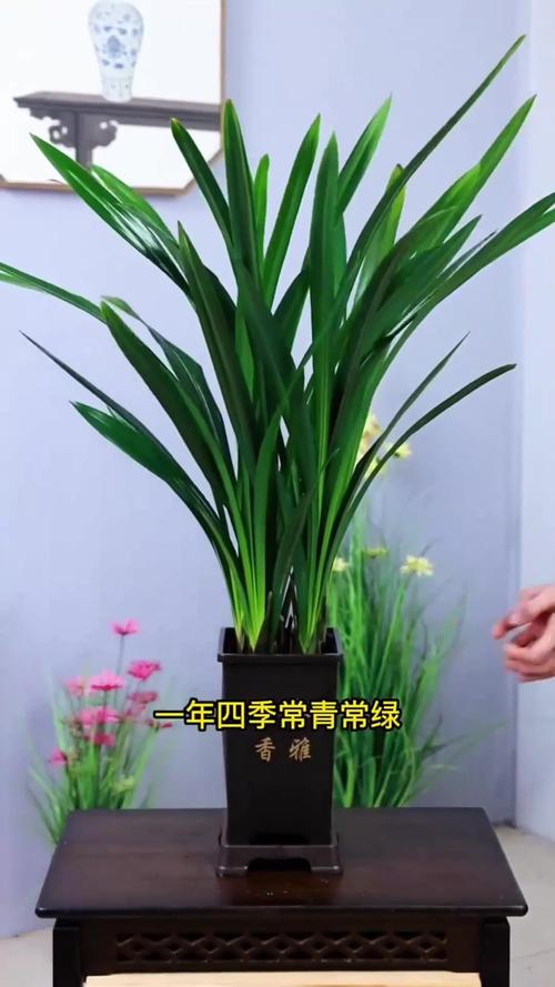 墨兰如何换土，墨兰换盆方法？-第4张图片-优品飞百科