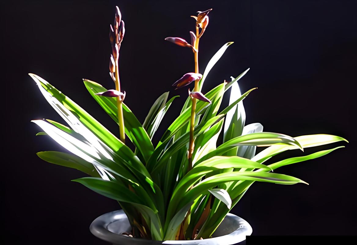 墨兰如何换土，墨兰换盆方法？-第5张图片-优品飞百科