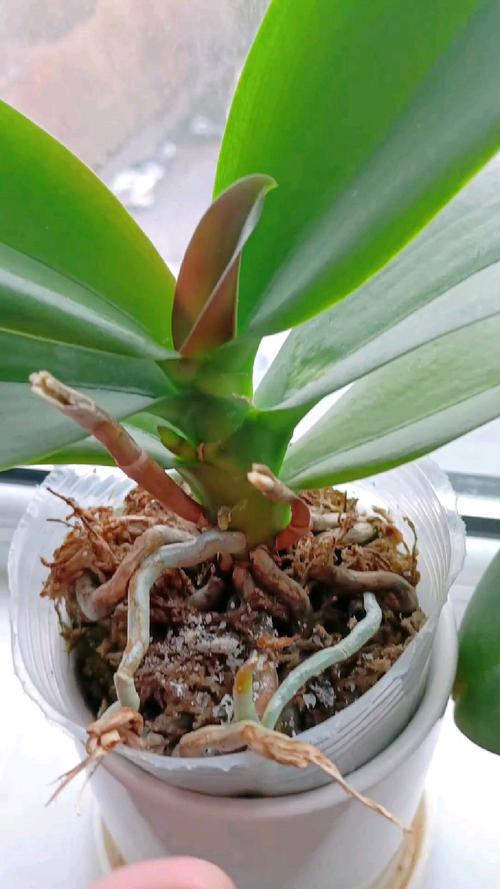 蝴蝶兰花期多长，鲜切花蝴蝶兰花期多长？