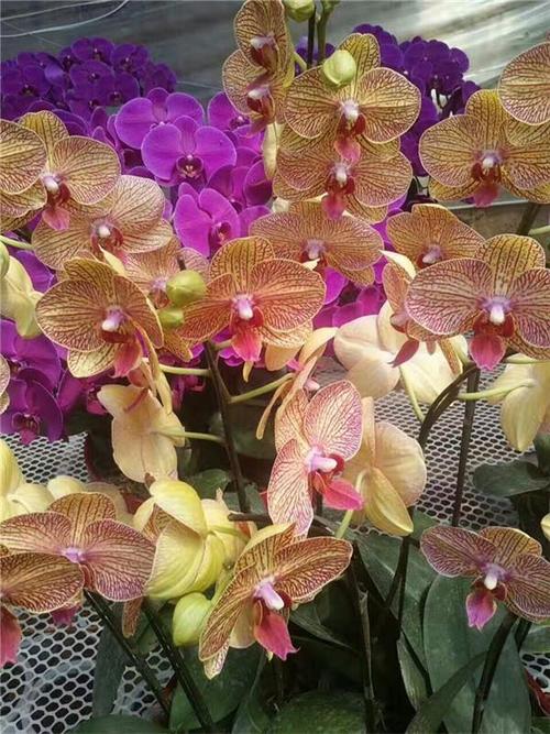 蝴蝶兰花期多长，鲜切花蝴蝶兰花期多长？-第2张图片-优品飞百科