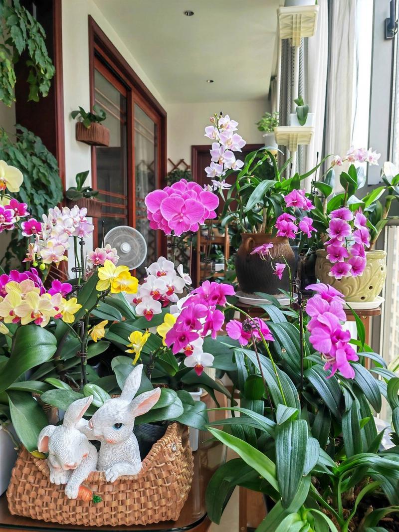 蝴蝶兰花期多长，鲜切花蝴蝶兰花期多长？-第3张图片-优品飞百科