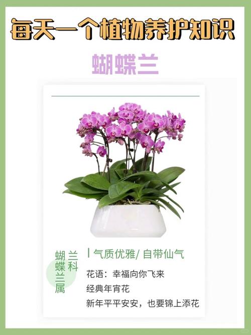 蝴蝶兰花期多长，鲜切花蝴蝶兰花期多长？-第5张图片-优品飞百科