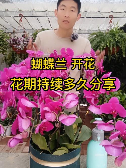 蝴蝶兰花期多长，鲜切花蝴蝶兰花期多长？-第6张图片-优品飞百科