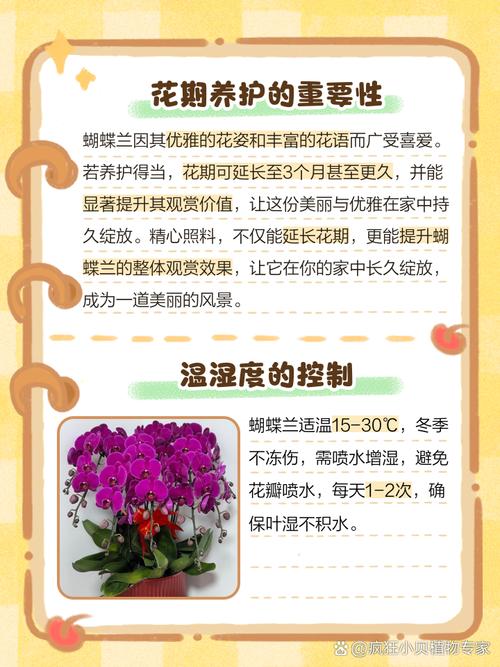 蝴蝶兰花期多长，鲜切花蝴蝶兰花期多长？-第7张图片-优品飞百科