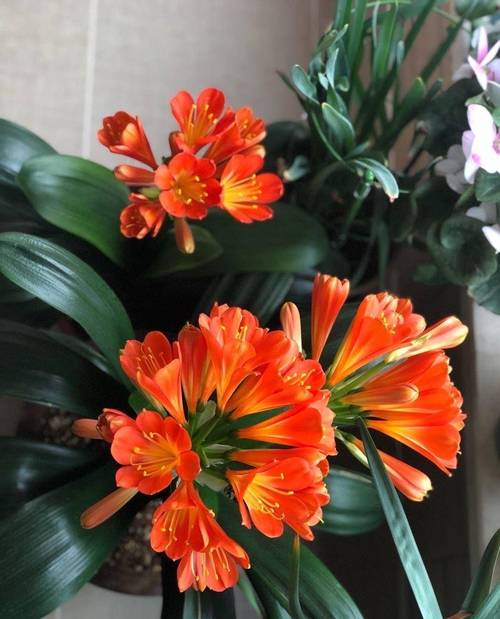 他的君子兰年年开花？君子兰年年开花今年没有反应是什么因素？