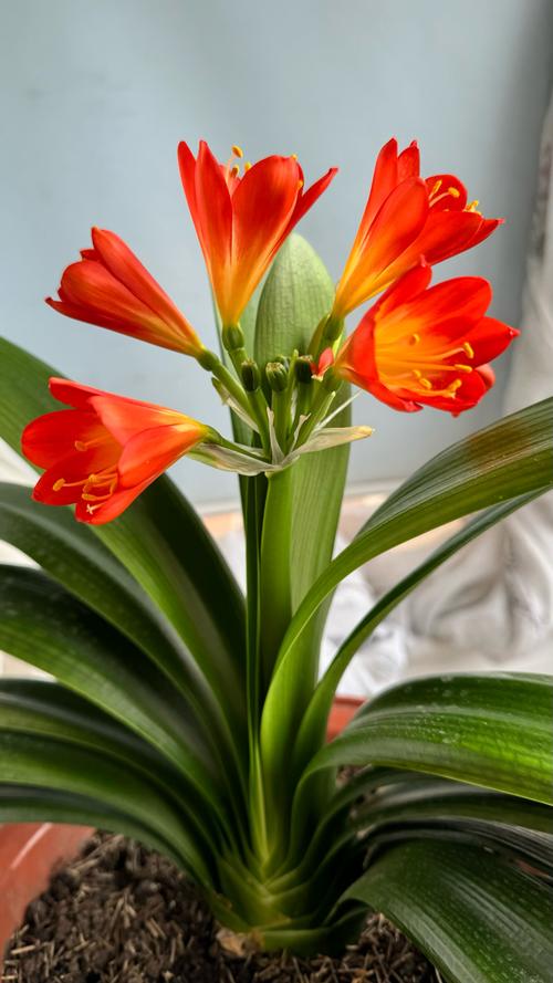 他的君子兰年年开花？君子兰年年开花今年没有反应是什么因素？-第2张图片-优品飞百科