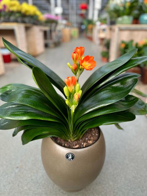 他的君子兰年年开花？君子兰年年开花今年没有反应是什么因素？-第3张图片-优品飞百科