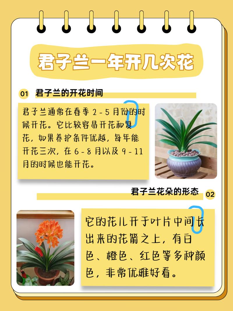 他的君子兰年年开花？君子兰年年开花今年没有反应是什么因素？-第4张图片-优品飞百科