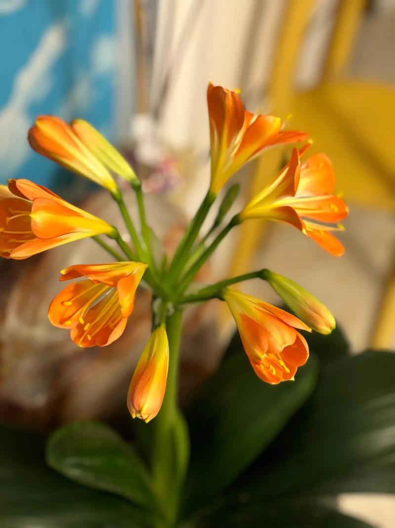 他的君子兰年年开花？君子兰年年开花今年没有反应是什么因素？-第5张图片-优品飞百科