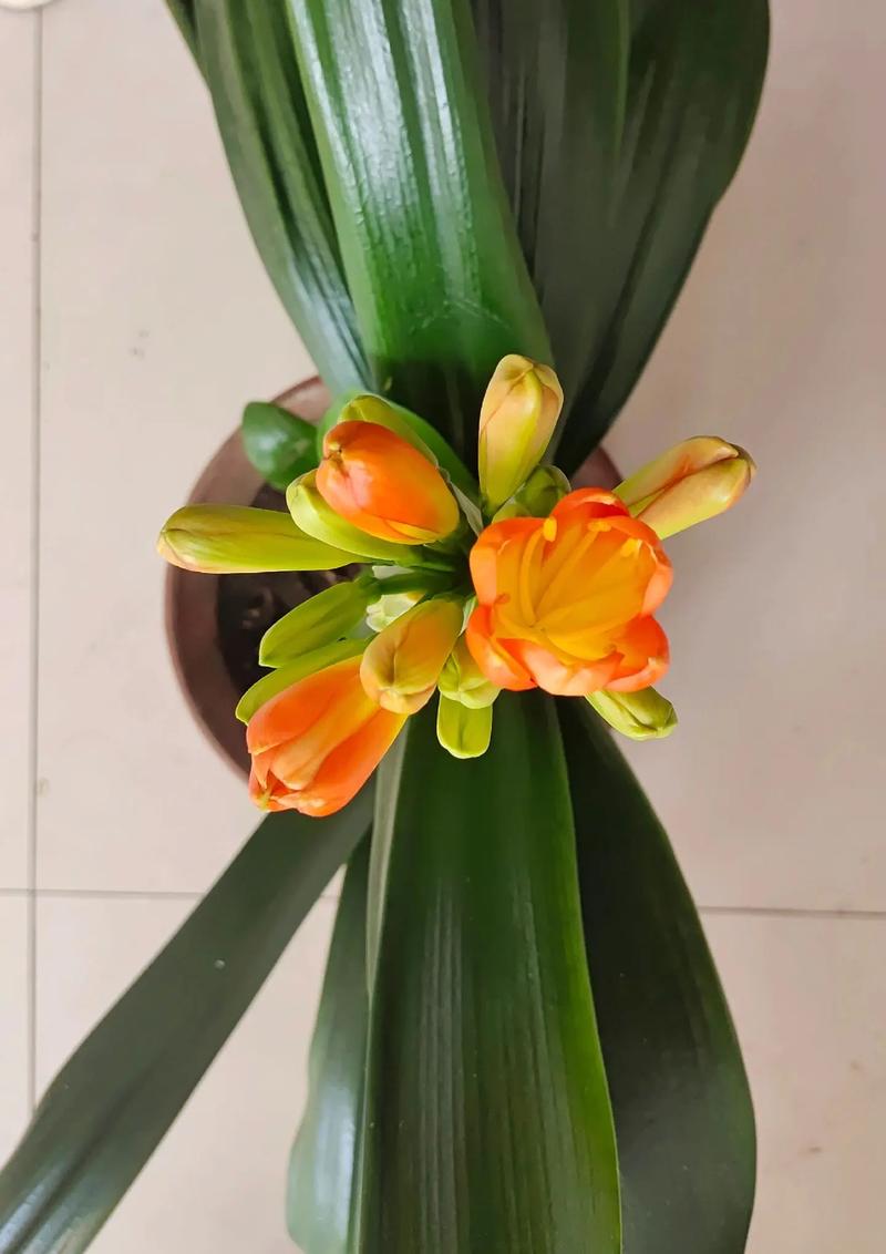 他的君子兰年年开花？君子兰年年开花今年没有反应是什么因素？-第6张图片-优品飞百科