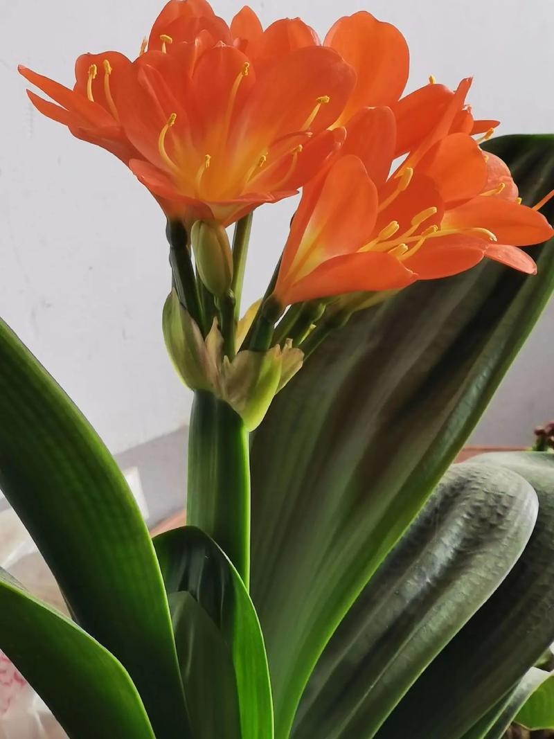 他的君子兰年年开花？君子兰年年开花今年没有反应是什么因素？-第7张图片-优品飞百科