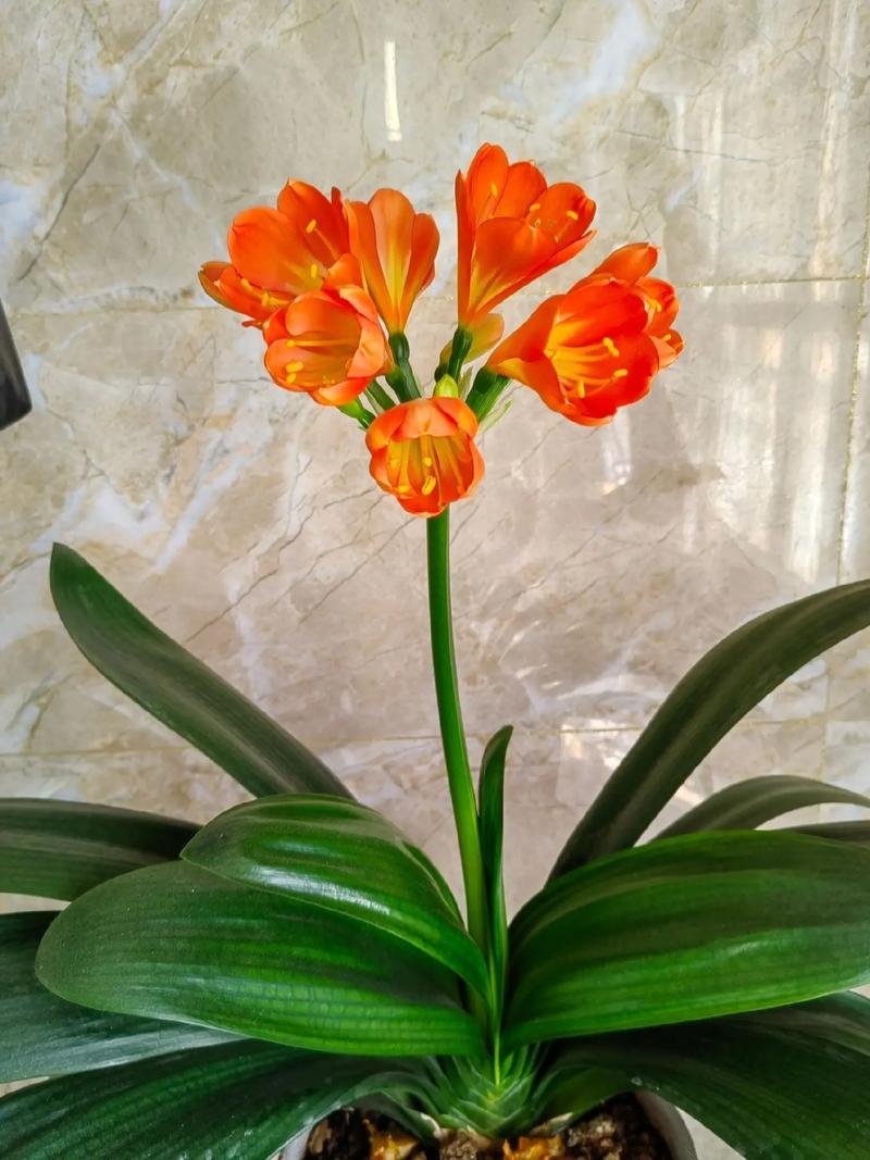 他的君子兰年年开花？君子兰年年开花今年没有反应是什么因素？-第8张图片-优品飞百科