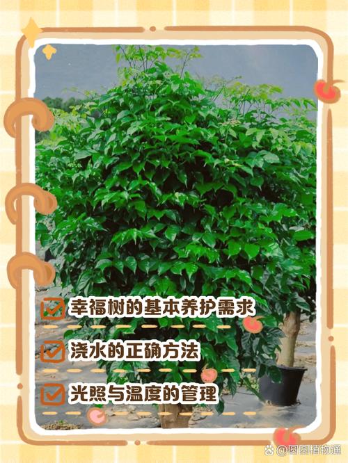 幸福树浇水的正确方法，幸福树喜阴还是喜阳