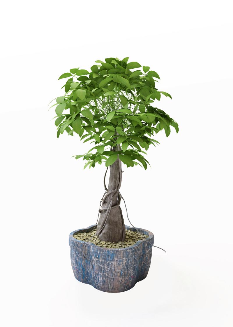 幸福树浇水的正确方法，幸福树喜阴还是喜阳-第2张图片-优品飞百科