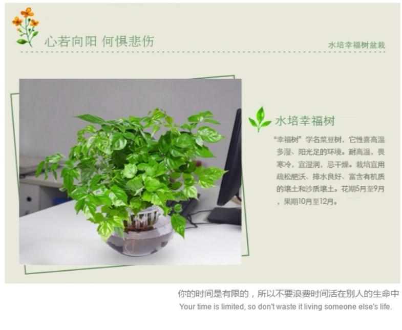 幸福树浇水的正确方法，幸福树喜阴还是喜阳-第3张图片-优品飞百科