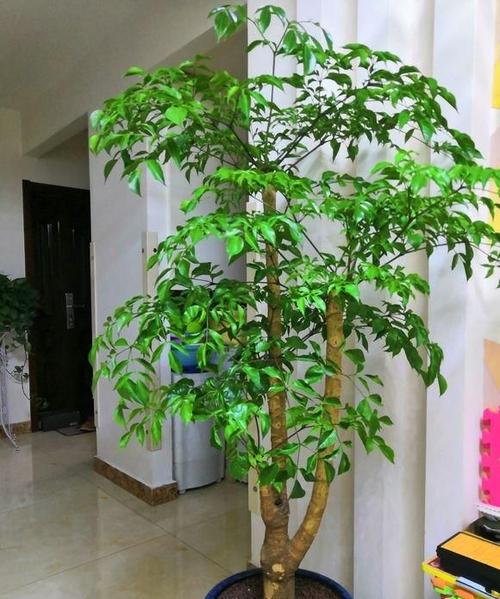 幸福树浇水的正确方法，幸福树喜阴还是喜阳-第5张图片-优品飞百科