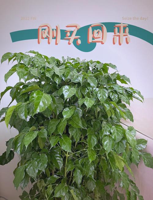 幸福树浇水的正确方法，幸福树喜阴还是喜阳-第6张图片-优品飞百科