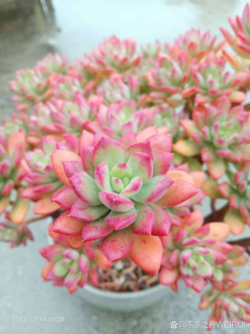 多肉植物怎么养,多肉植物怎么养不褪色呢?-第3张图片-优品飞百科 多肉植物怎么养,多肉植物怎么养不褪色呢?-第3张图片-优品飞百科