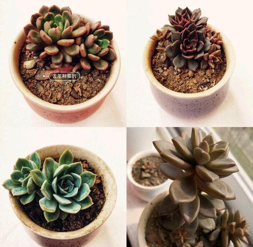 多肉植物怎么养,多肉植物怎么养不褪色呢?-第4张图片-优品飞百科 多肉植物怎么养,多肉植物怎么养不褪色呢?-第4张图片-优品飞百科