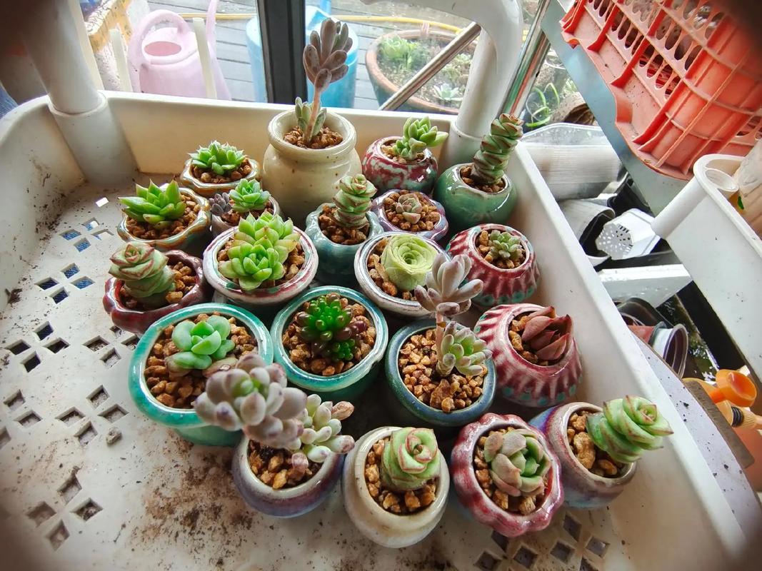 多肉植物怎么养,多肉植物怎么养不褪色呢?-第5张图片-优品飞百科 多肉植物怎么养,多肉植物怎么养不褪色呢?-第5张图片-优品飞百科