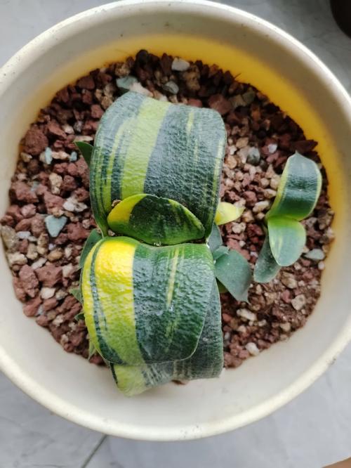 多肉植物怎么养,多肉植物怎么养不褪色呢?-第6张图片-优品飞百科 多肉植物怎么养,多肉植物怎么养不褪色呢?-第6张图片-优品飞百科