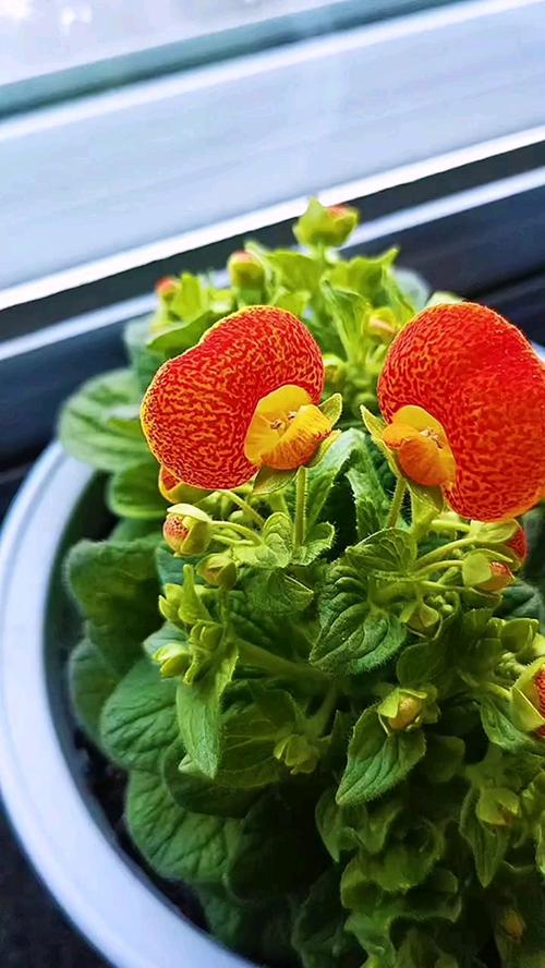 荷包花的养殖方法，荷包花的养殖方法和管理？