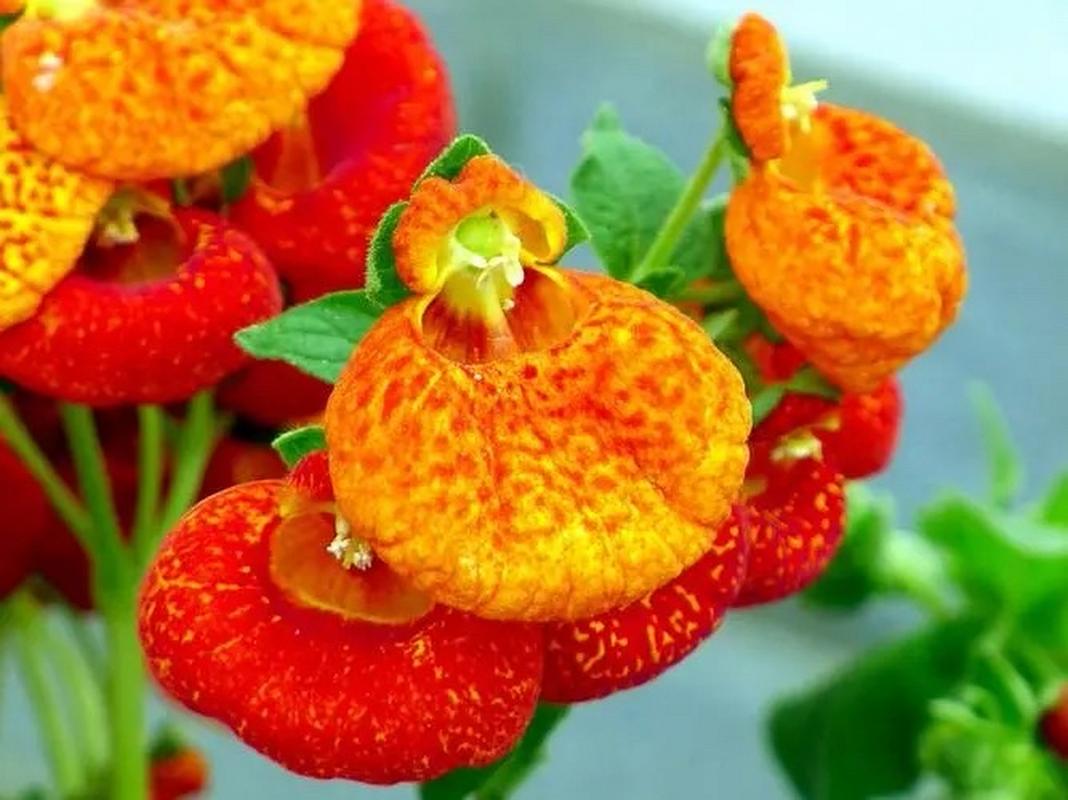 荷包花的养殖方法，荷包花的养殖方法和管理？-第2张图片-优品飞百科