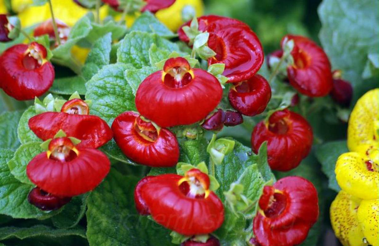 荷包花的养殖方法，荷包花的养殖方法和管理？-第3张图片-优品飞百科