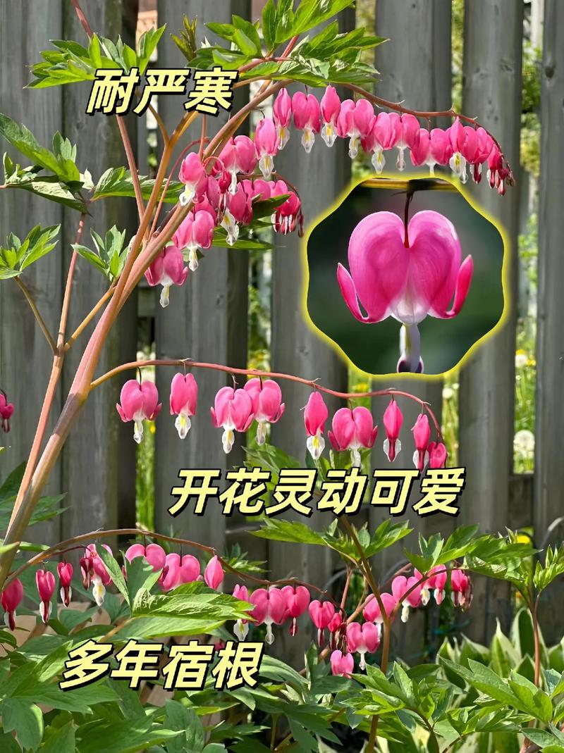 荷包花的养殖方法，荷包花的养殖方法和管理？-第4张图片-优品飞百科