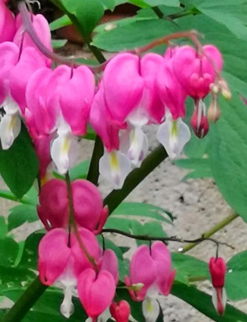 荷包花的养殖方法，荷包花的养殖方法和管理？-第5张图片-优品飞百科