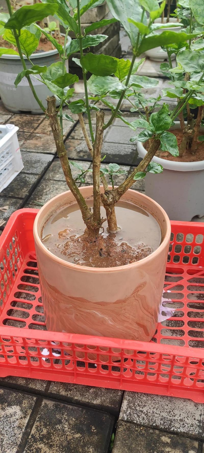 茉莉冬天换盆注意事项，茉莉冬天可以移植吗