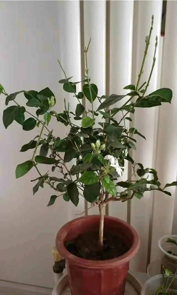 茉莉冬天换盆注意事项，茉莉冬天可以移植吗-第3张图片-优品飞百科