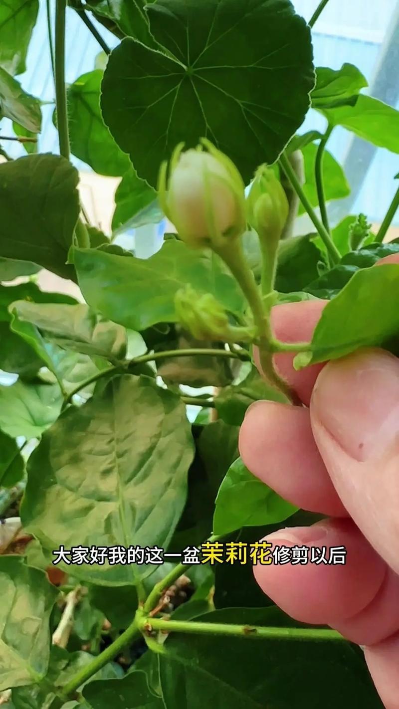 茉莉冬天换盆注意事项，茉莉冬天可以移植吗-第4张图片-优品飞百科