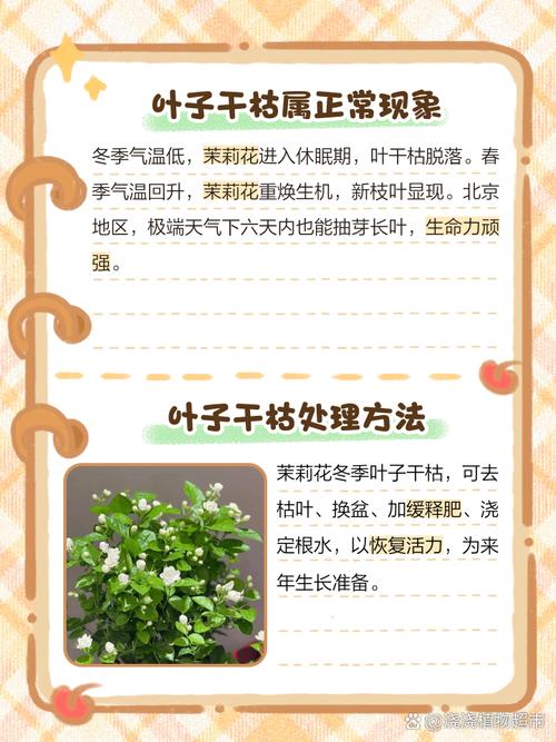 茉莉冬天换盆注意事项，茉莉冬天可以移植吗-第5张图片-优品飞百科