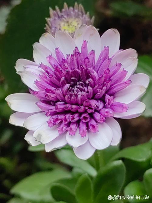 蓝目菊花谢后怎么处理？蓝目菊的花瓣卷了怎么办？-第2张图片-优品飞百科