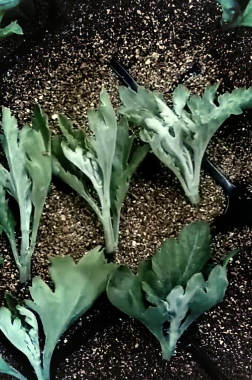 蓝目菊花谢后怎么处理？蓝目菊的花瓣卷了怎么办？-第3张图片-优品飞百科