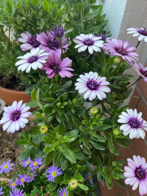 蓝目菊花谢后怎么处理？蓝目菊的花瓣卷了怎么办？-第4张图片-优品飞百科