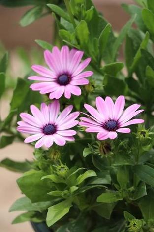 蓝目菊花谢后怎么处理？蓝目菊的花瓣卷了怎么办？-第5张图片-优品飞百科