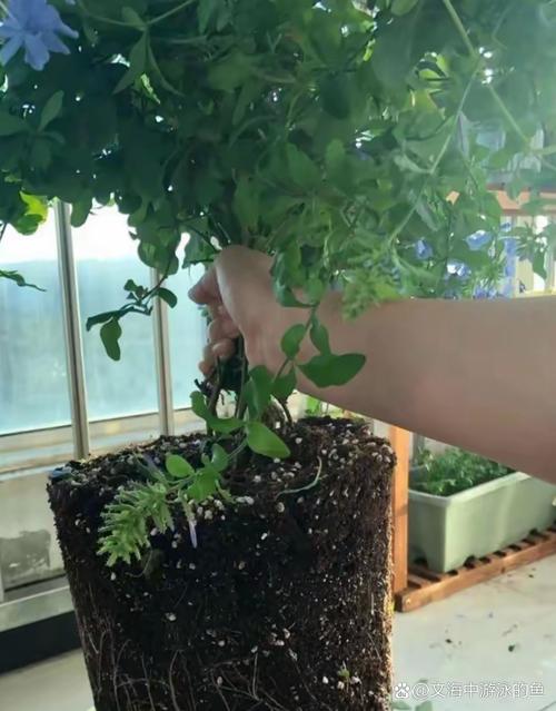 碎布头垫盆底，碎布头做垫子？-第3张图片-优品飞百科