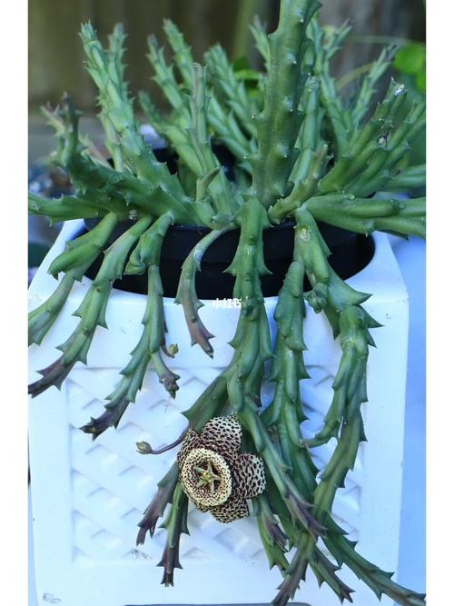 大花犀角的养殖方法，大花犀角的种子长什么样？