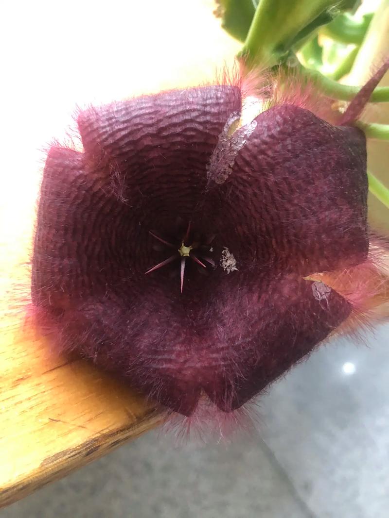 大花犀角的养殖方法，大花犀角的种子长什么样？-第3张图片-优品飞百科