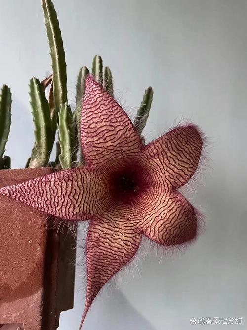 大花犀角的养殖方法，大花犀角的种子长什么样？-第4张图片-优品飞百科