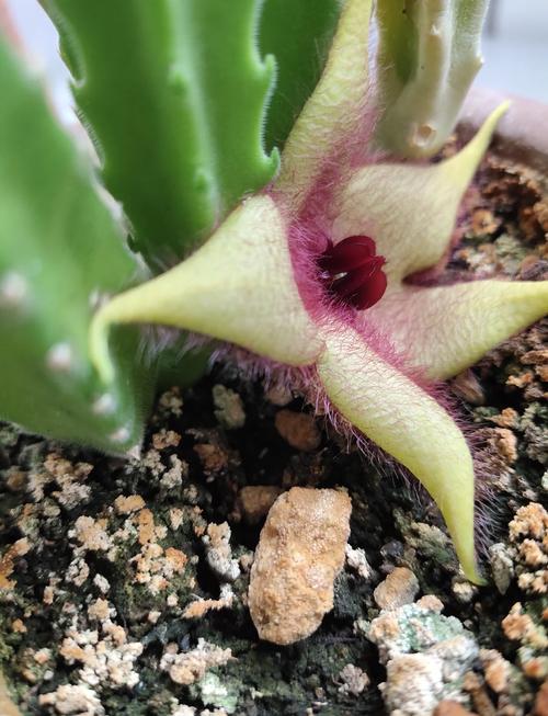 大花犀角的养殖方法，大花犀角的种子长什么样？-第5张图片-优品飞百科