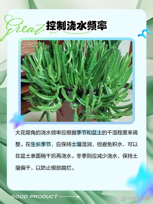 大花犀角的养殖方法，大花犀角的种子长什么样？-第6张图片-优品飞百科