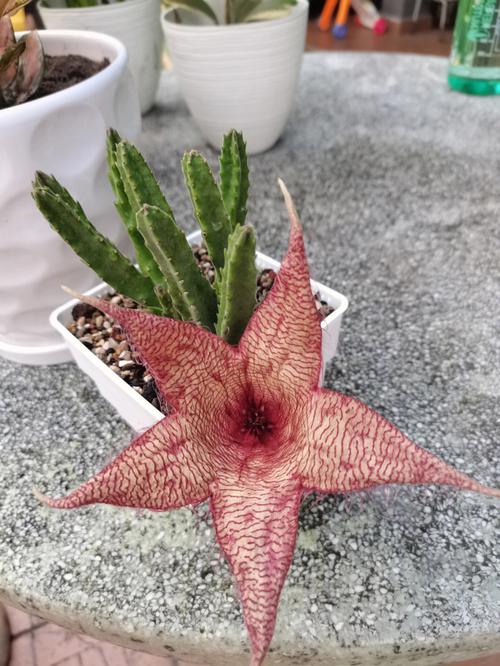 大花犀角的养殖方法，大花犀角的种子长什么样？-第7张图片-优品飞百科