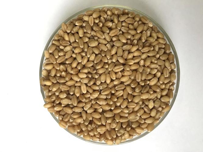 中国前十小麦新品种？中国前十小麦新品种图片？-第2张图片-优品飞百科