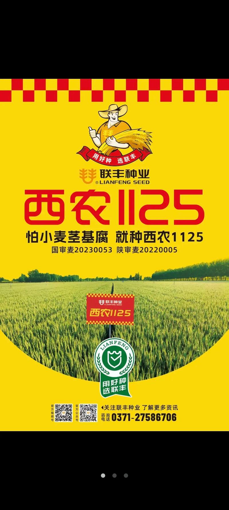 中国前十小麦新品种？中国前十小麦新品种图片？-第3张图片-优品飞百科