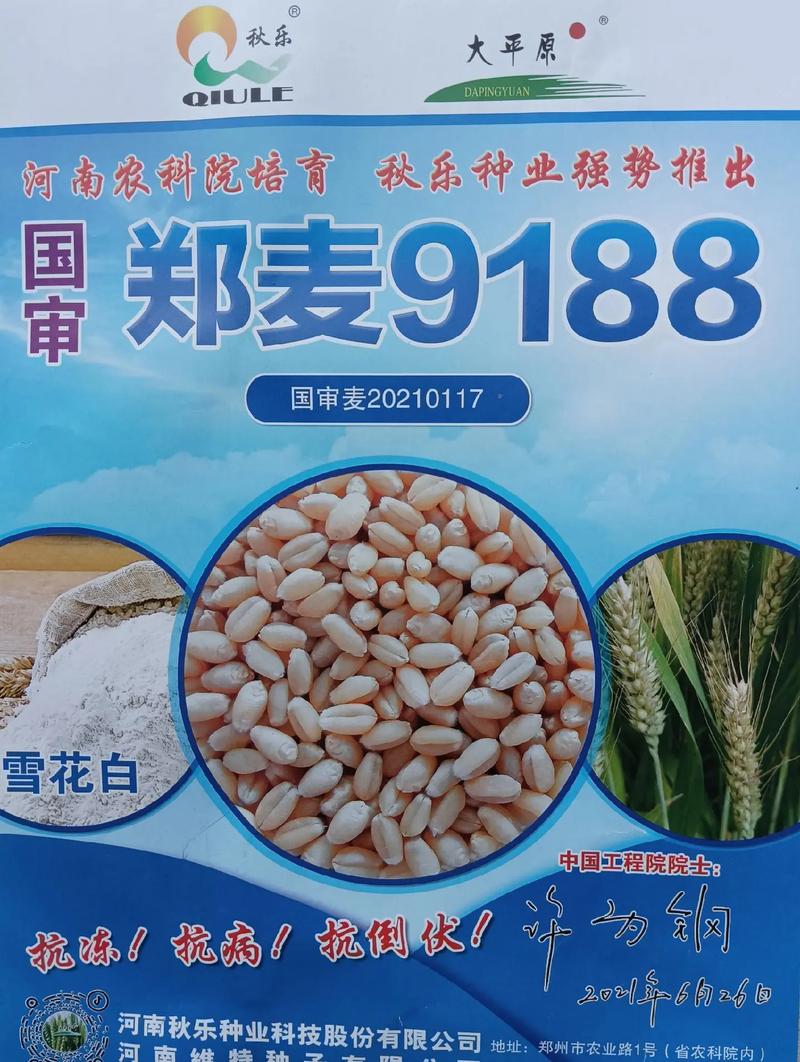 中国前十小麦新品种？中国前十小麦新品种图片？-第4张图片-优品飞百科