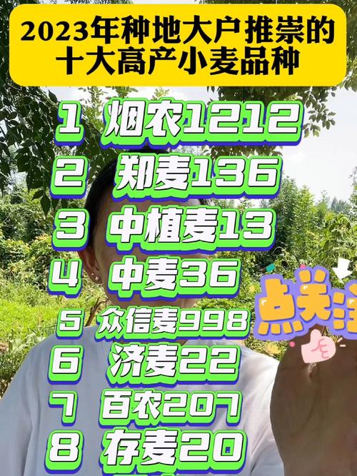 中国前十小麦新品种？中国前十小麦新品种图片？-第5张图片-优品飞百科